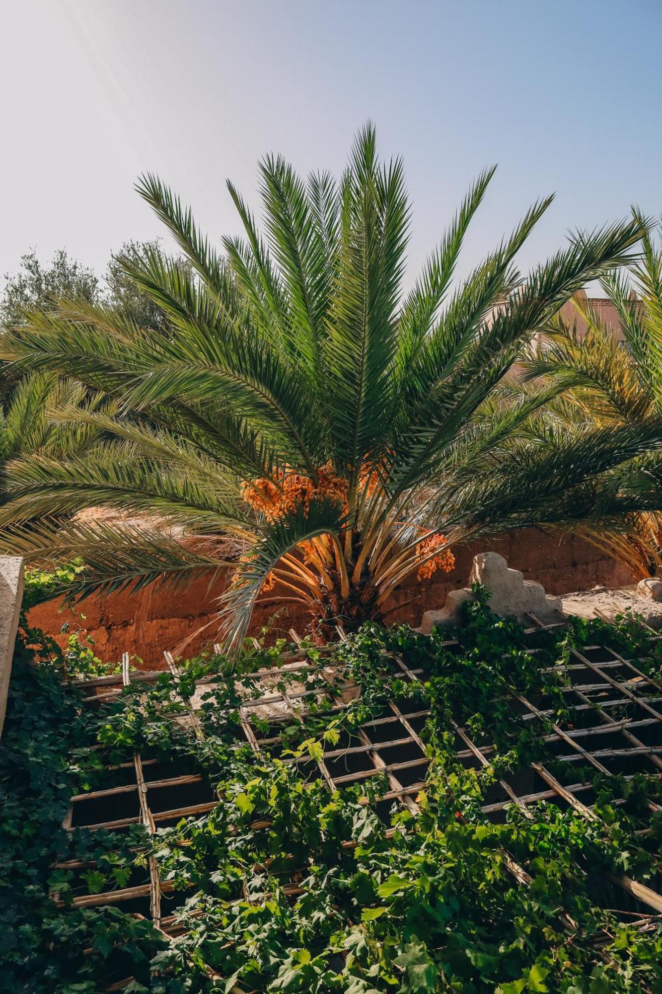 Riad Aman Skoura Extérieur photo